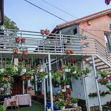 Pensiunea Casa Montana Guest house Sasca Montana